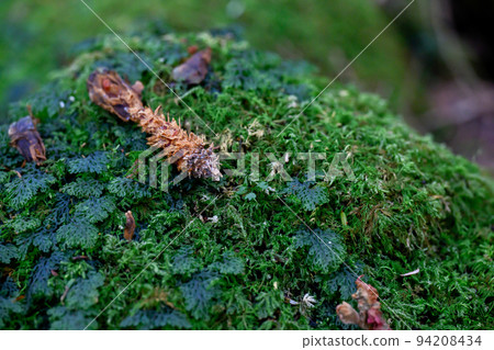 Fried squirrel shrimp, fried shrimp from the forest (pinecone) is cute Fried squirrel shrimp, fried shrimp from the forest (pinecone) is cute 94208434
