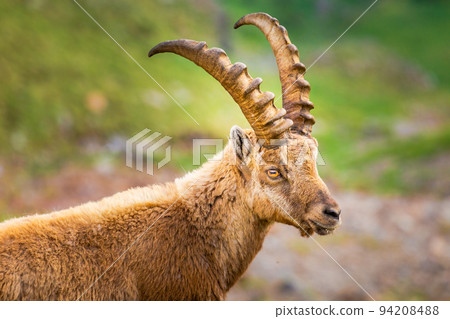 Ibex wild animal and mountain fauna, Gran Paradiso italian Alps, Italy Ibex wild animal and mountain fauna, Gran Paradiso italian Alps, Italy 94208488