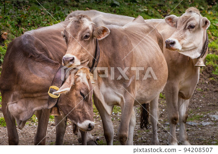 Swiss cows in the alpine landscape, Gran Paradiso, Northern Italy Swiss cows in the alpine landscape, Gran Paradiso, Northern Italy 94208507