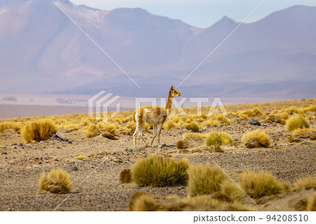 Guanaco Vicuna in the wild of Atacama Desert, Andes altiplano, Chile Guanaco Vicuna in the wild of Atacama Desert, Andes altiplano, Chile 94208510