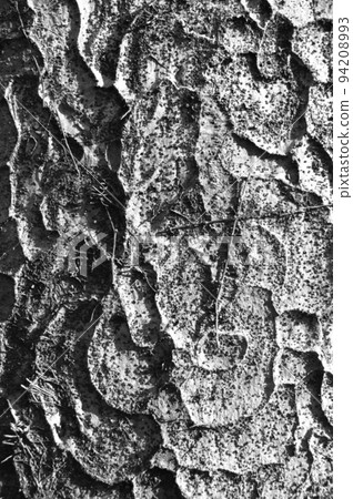 Zelkova bark trunk monochrome 4 94208993