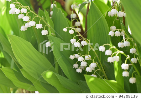 The lily of the valley with many white bell-shaped flowers that I saw in Hokkaido is cute. The lily of the valley with many white bell-shaped flowers that I saw in Hokkaido is cute. 94209139