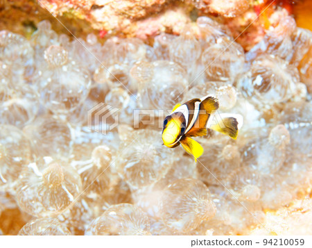 銀蓮花魚 銀蓮花魚 94210059