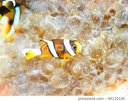 銀蓮花魚 94210100