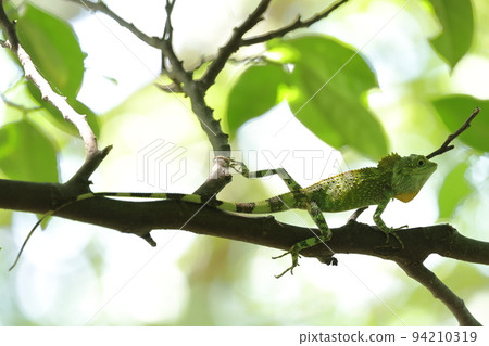 Creature Reptile Okinawa tree lizard, about 30 centimeters in total length, about 70% of which is a tail 94210319