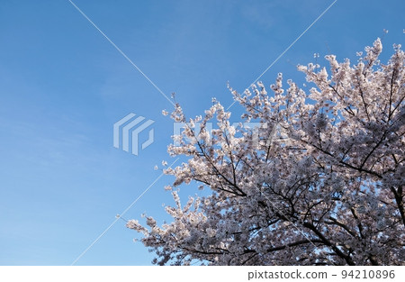 Cherry blossoms in full bloom shining in the blue sky Cherry blossoms in full bloom shining in the blue sky 94210896