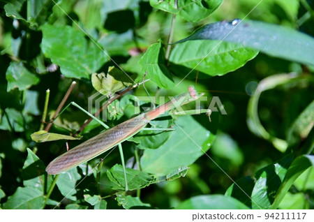 Praying mantis in the grass Praying mantis in the grass 94211117