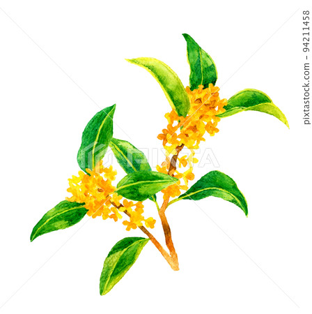 金木星剪圖秋花手繪水彩插圖素材 金木星剪圖秋花手繪水彩插圖素材 94211458