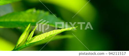 abstract stunning green leaf texture, tropical leaf foliage nature green background 94211517
