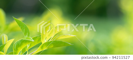 abstract stunning green leaf texture, tropical leaf foliage nature green background 94211527