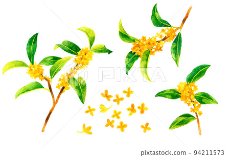金木星剪圖集秋花手繪水彩插畫素材合集 金木星剪圖集秋花手繪水彩插畫素材合集 94211573