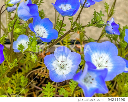 春天的小 nemophila 花 94211698