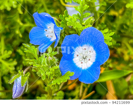 春天的小 nemophila 花 94211699