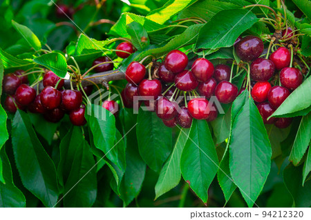 Red cherries growing on cherry tree 94212320