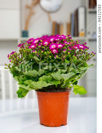 Blossoming of potted purple Cineraria in office interior Blossoming of potted purple Cineraria in office interior 94212583