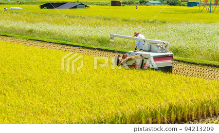 Rice reaping 94213209
