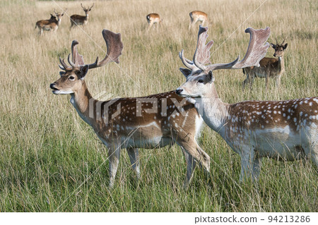 Fallow deer with palmate antlers 94213286