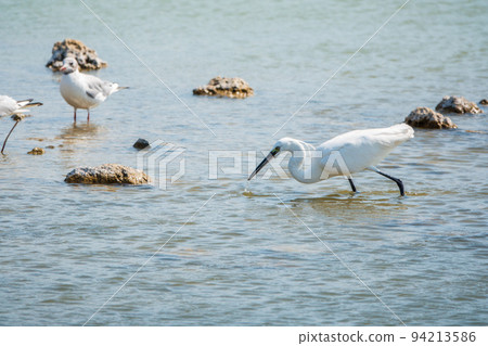 The small white heron or Little egret stands in the lake The small white heron or Little egret stands in the lake 94213586