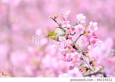 粉紅色背景的白眼和河津櫻花 94214012