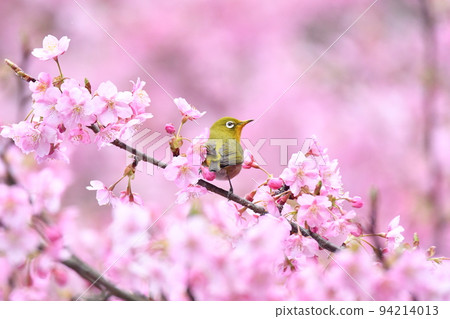 粉紅色背景的白眼和河津櫻花 94214013