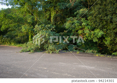 富山縣富山市吉克區陡峭瀧川的一棵倒下的樹 94214301