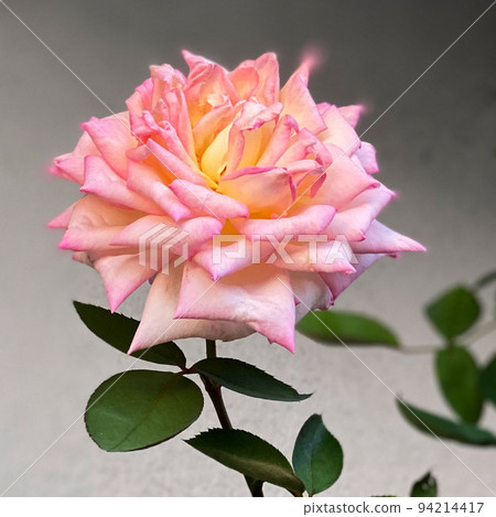 玫瑰是花中皇后,自古就是愛與美的象徵。 玫瑰是花中皇后,自古就是愛與美的象徵。 94214417
