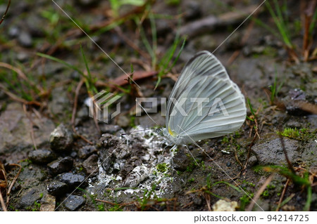 A cabbage white butterfly that sucks minerals from the ground after the rain A cabbage white butterfly that sucks minerals from the ground after the rain 94214725