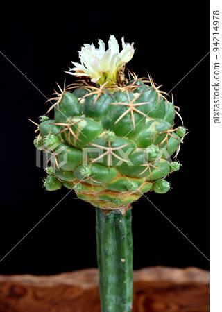 Succulent plant cactus Succulent plant cactus 94214978