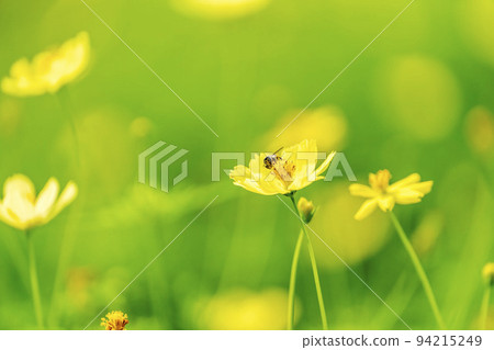 宮城縣川崎町公園風景，盛開的黃色波斯菊 94215249