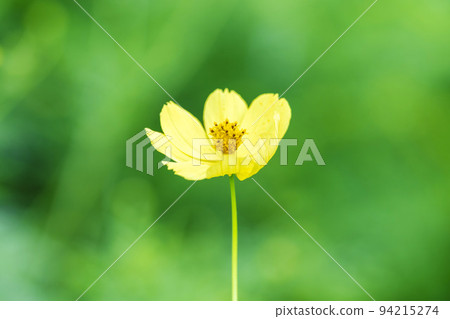 宮城縣川崎町公園風景,盛開的黃色波斯菊 宮城縣川崎町公園風景,盛開的黃色波斯菊 94215274