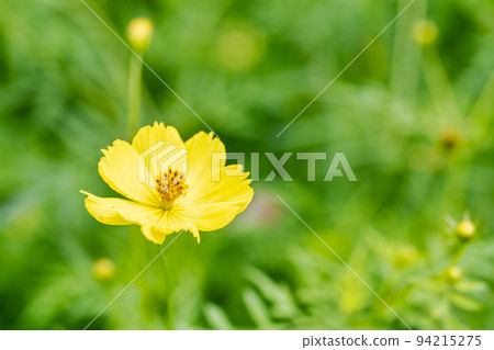 宮城縣川崎町公園風景，盛開的黃色波斯菊 94215275