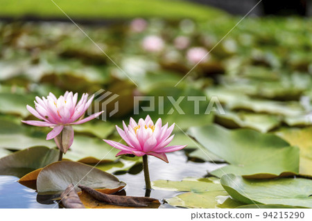 Landscape of the park Water lilies blooming in the pond Kawasaki Town, Miyagi Prefecture 94215290