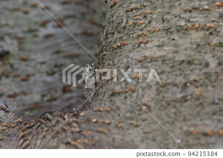 Kempfer cicada, Fueda, Kamakura 94215384