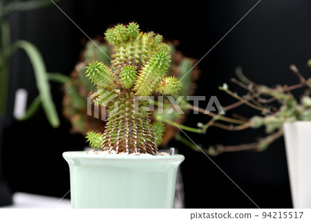 Succulent plant cactus 94215517