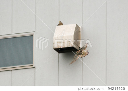 [野鳥] 紅隼在建築物通風口附近飛行 94215620