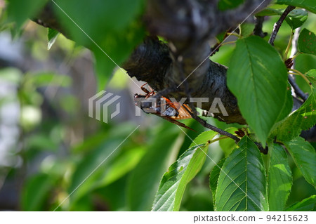 Abra cicada Sunaoshi River Promenade 94215623
