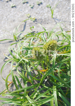 Sandy beachfly Sandy beachfly 94215691