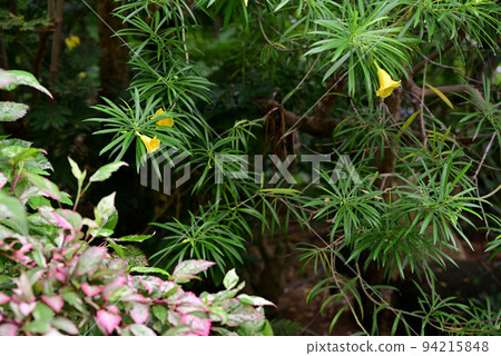 熱帶植物園 熱帶植物園 94215848