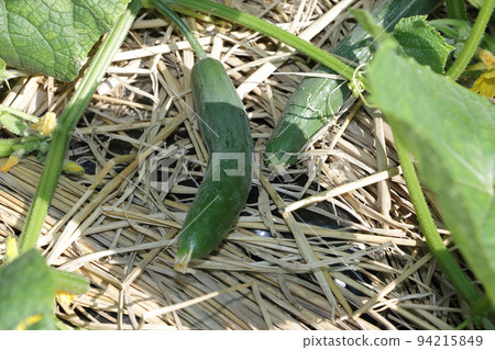 Crawling cucumber cultivation Crawling cucumber cultivation 94215849