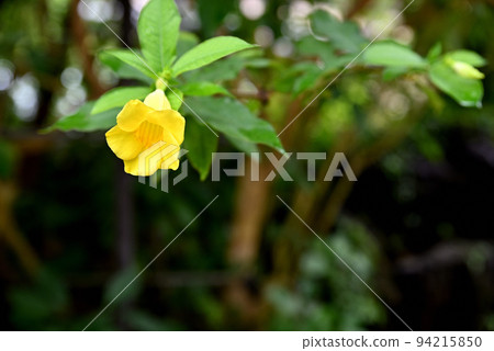 熱帶植物園 熱帶植物園 94215850