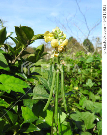 albo plants 2” Monstera deliciosa albo variegated – Canopy Plant Co main image 1