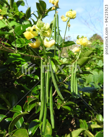 Climbing adzuki bean "Yabutsuru adzuki" that grows in thickets 94215923
