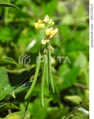 Climbing adzuki bean "Yabutsuru adzuki" that grows in thickets 94215924