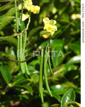 Climbing adzuki bean "Yabutsuru adzuki" that grows in thickets 94215925