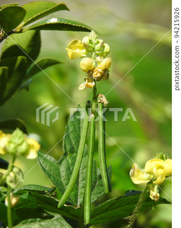 Climbing adzuki bean "Yabutsuru adzuki" that grows in thickets Climbing adzuki bean "Yabutsuru adzuki" that grows in thickets 94215926