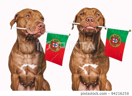 Lovable, pretty dog and Portuguese Flag. Closeup 94216258
