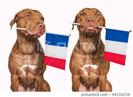 Lovable, pretty dog and French Flag. Closeup 94216259