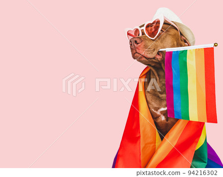 Lovable, pretty dog and Rainbow Flag. Closeup Lovable, pretty dog and Rainbow Flag. Closeup 94216302