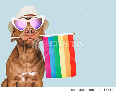 Lovable, pretty dog and Rainbow Flag. Closeup 94216318