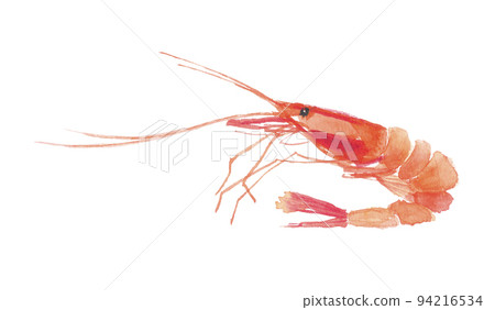 Shrimp 94216534